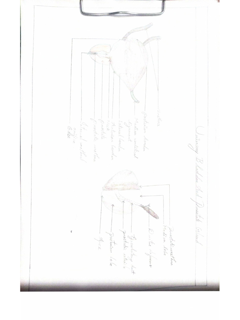 Document 13 | PDF
