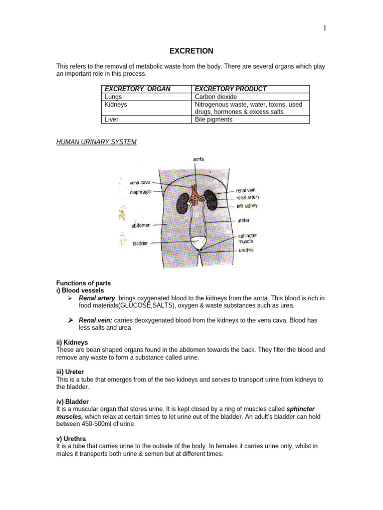 Excretion | PDF