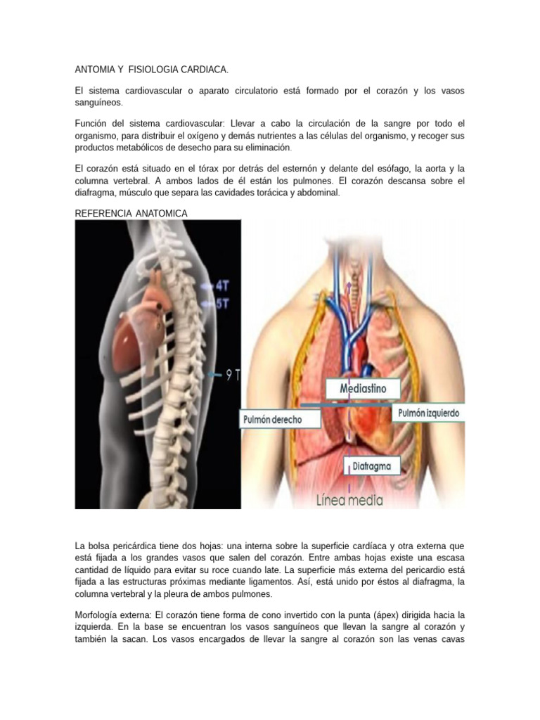 ANTOMIA Y FISIOLOGIA CARDIACA , SEMIOLOGIA clase | PDF