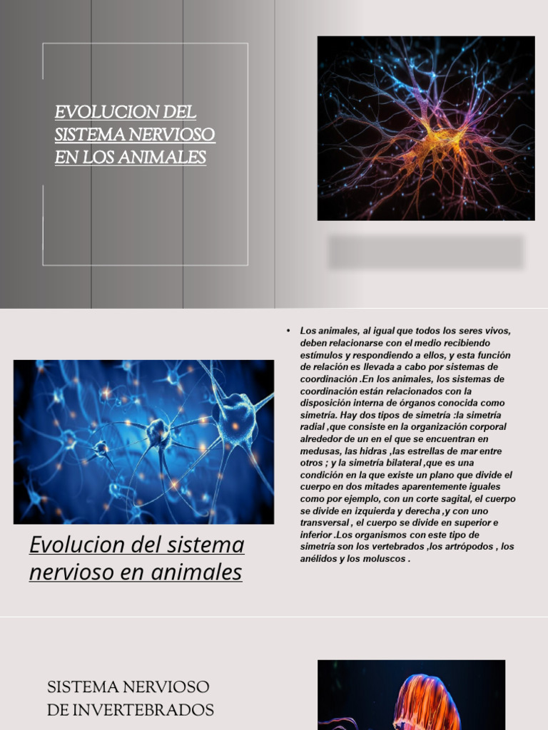 Biología EVOLUCION DEL SISTEMA NERVIOSO EN LOS ANIMALES | PDF