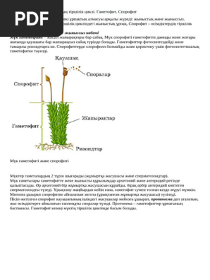 Секс және орта жастағы ханым