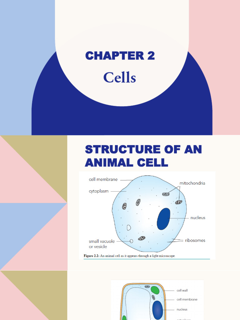 CHAPTER 2 With Sample Answers (2024-25) | PDF