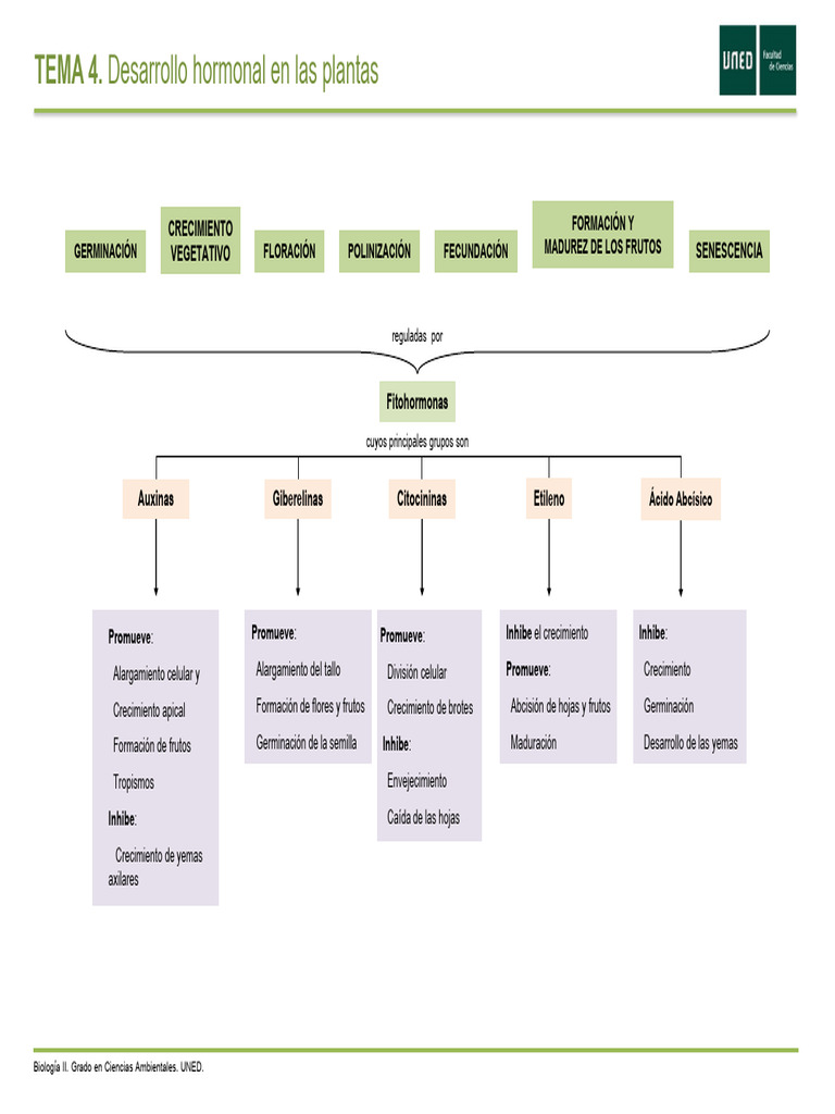 Mapa Conceptual TEMA 4 | PDF