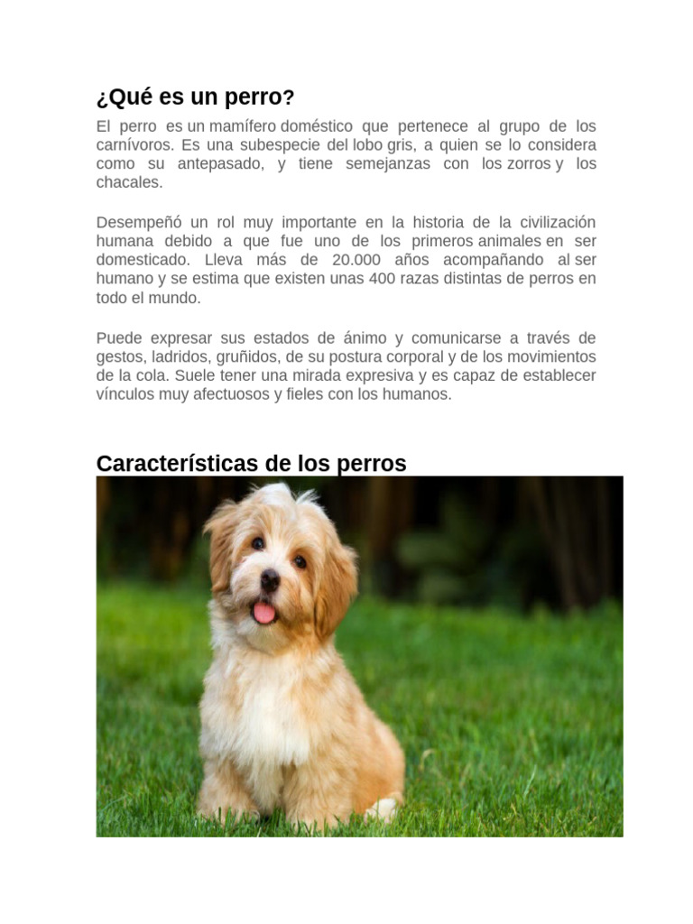 Qué Es Un Perro | PDF