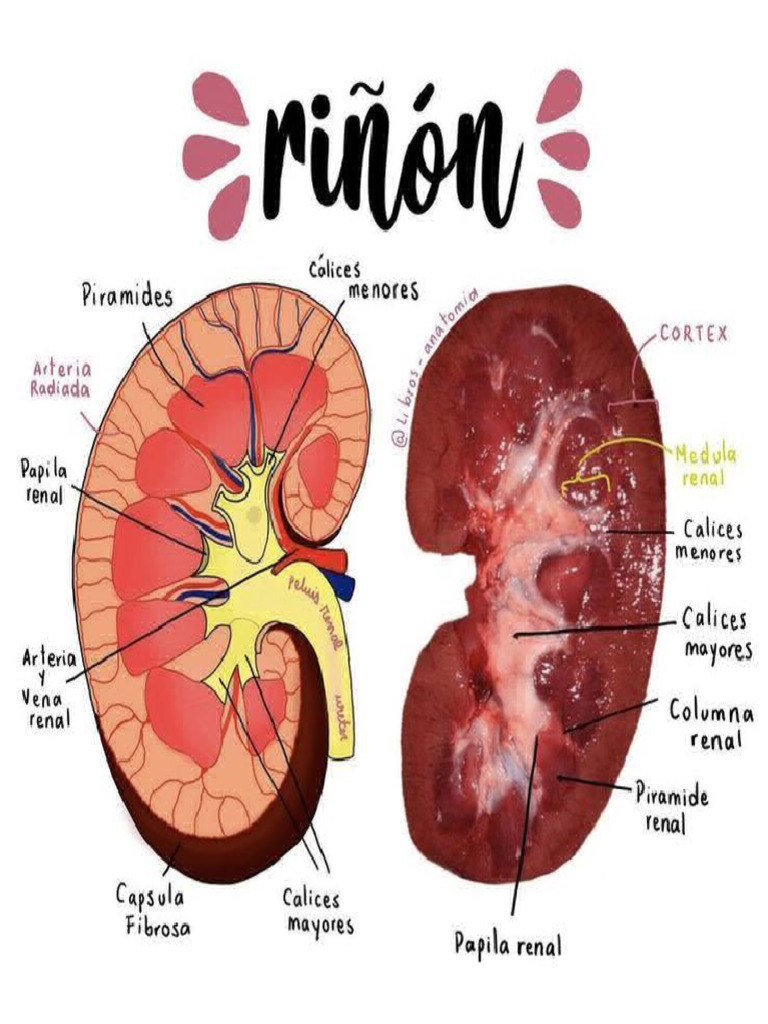 Riñon | PDF