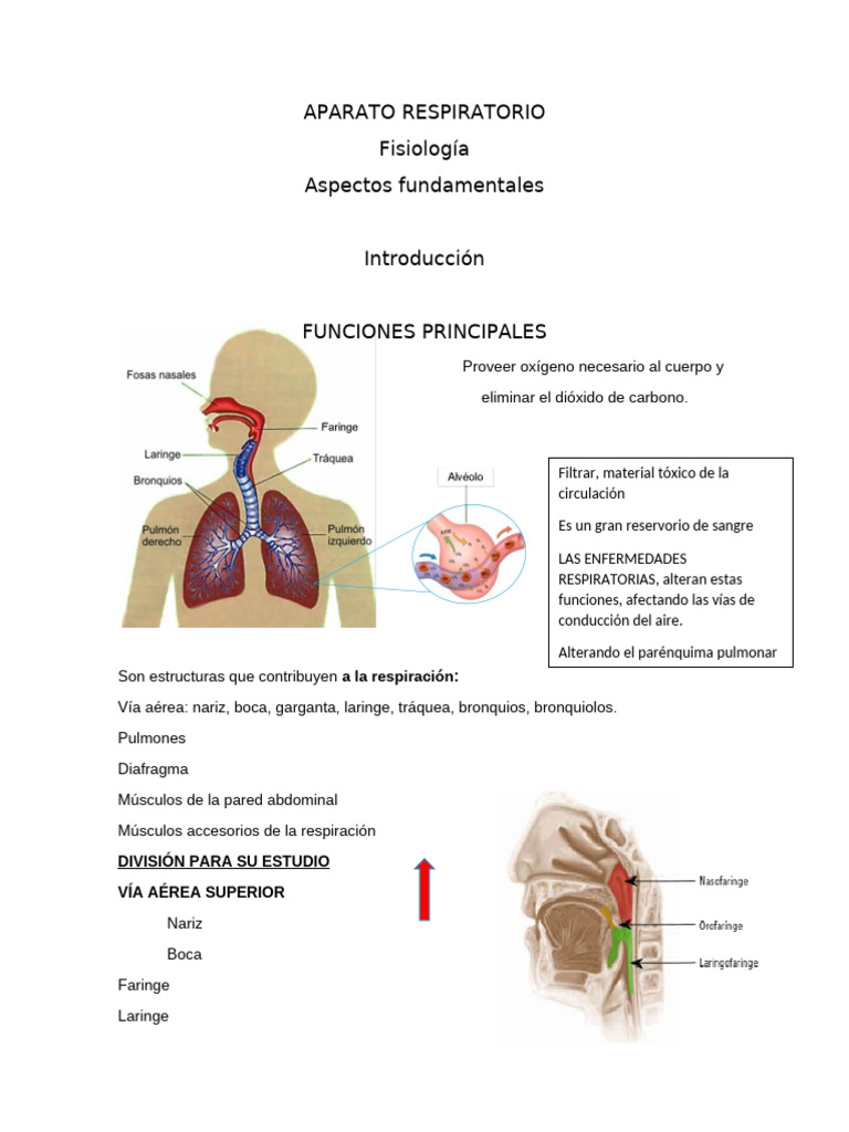 Resumen APARATO RESPIRATORIO - 1