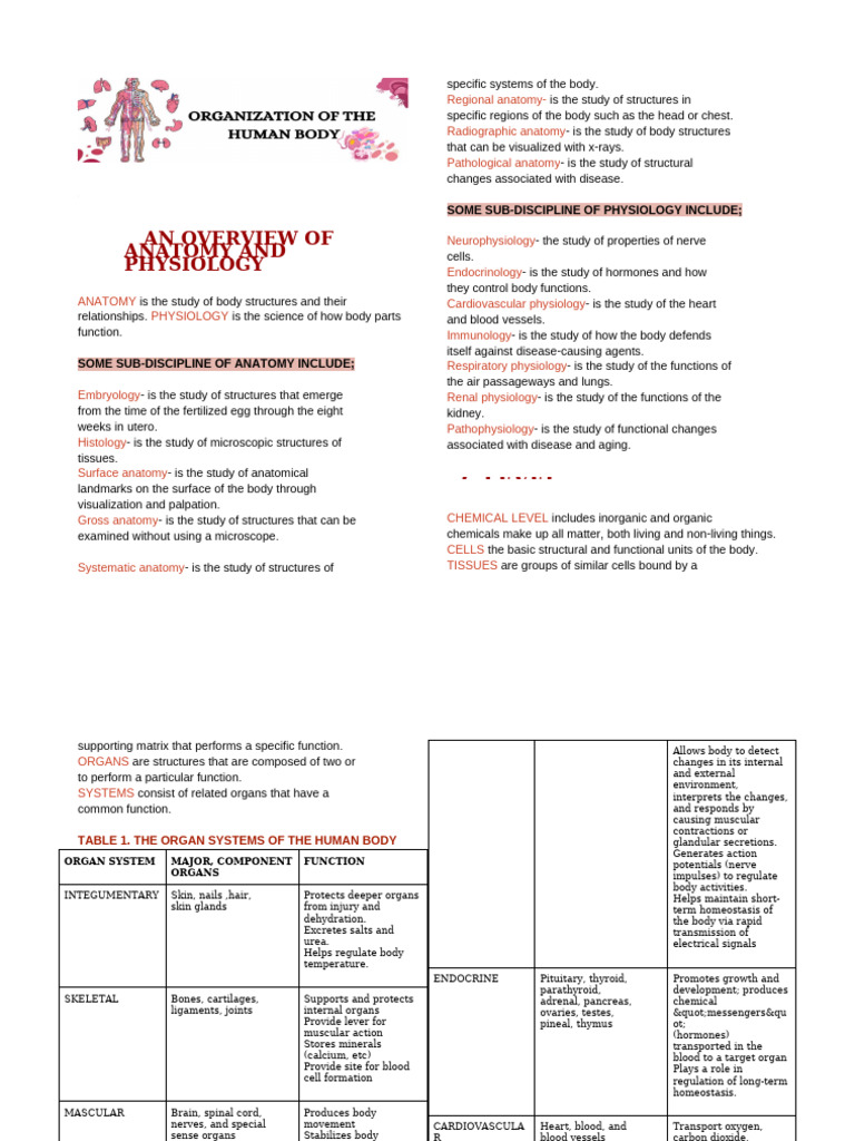 Organization of The Human Body | PDF