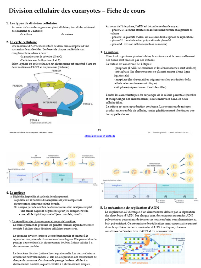 Division Cellulaires Des Eucaryotes | PDF