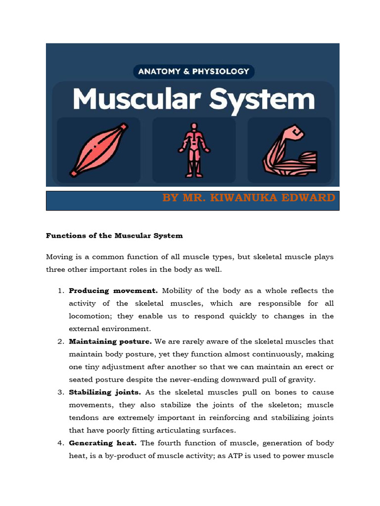 Edited Muscles For Certificates | PDF | Anatomical Terms Of Motion ...