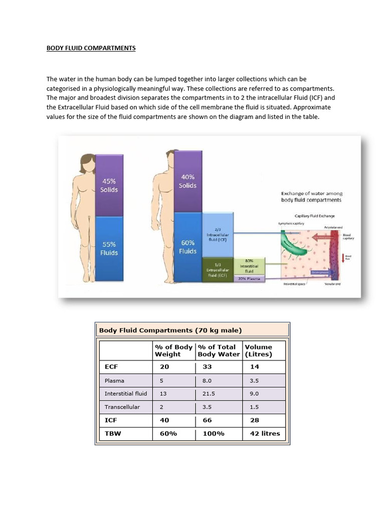 Body Fluid Compartments | PDF