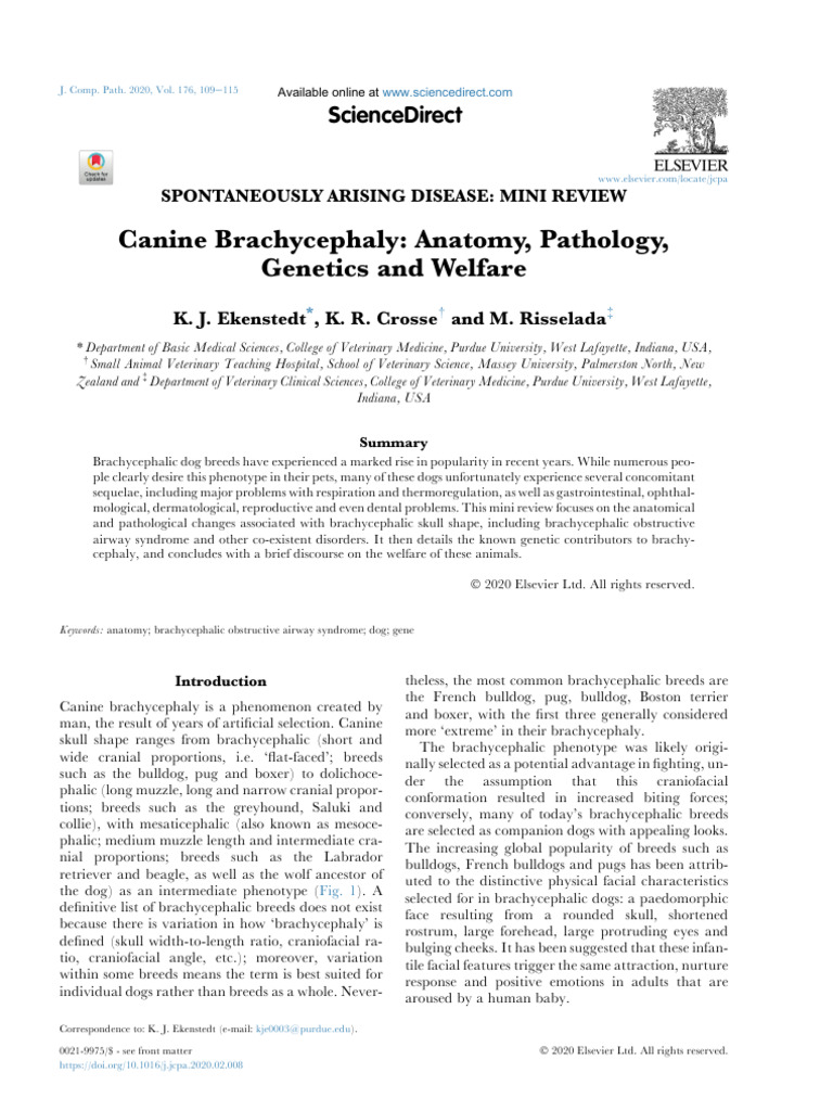 Picture of Canine Brachycephaly Anatomy, Pathology, Genetics and Welfare | PDF