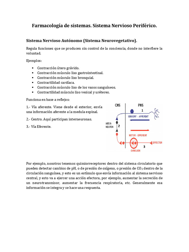 Sistema Nervioso Periférico | PDF