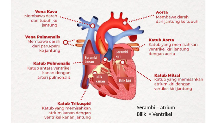 Jantung | PDF