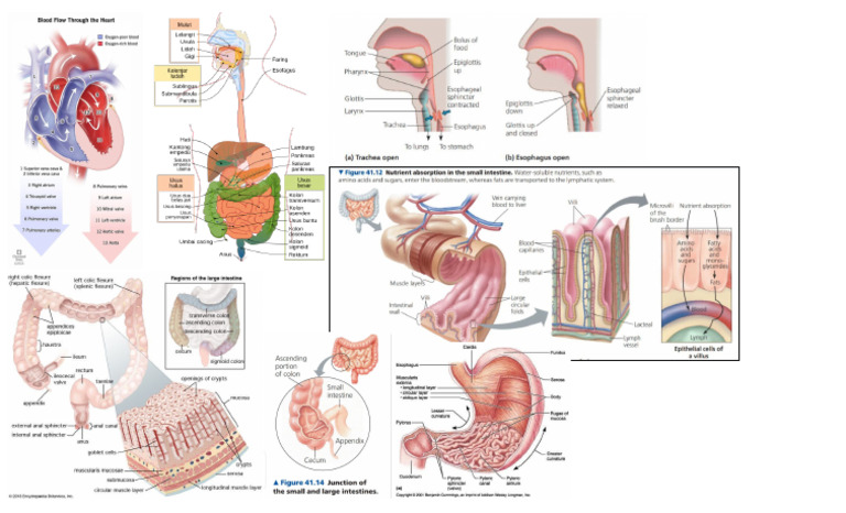 Disgestion | PDF