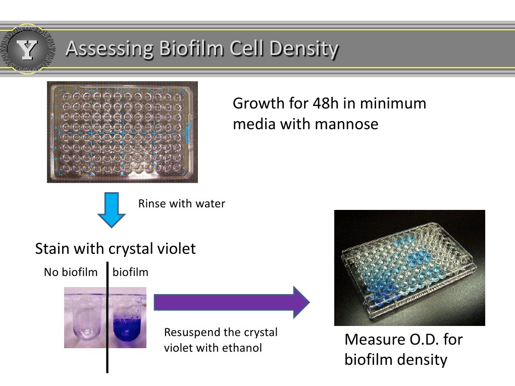 Assessing Biofilm Cell Density | PDF