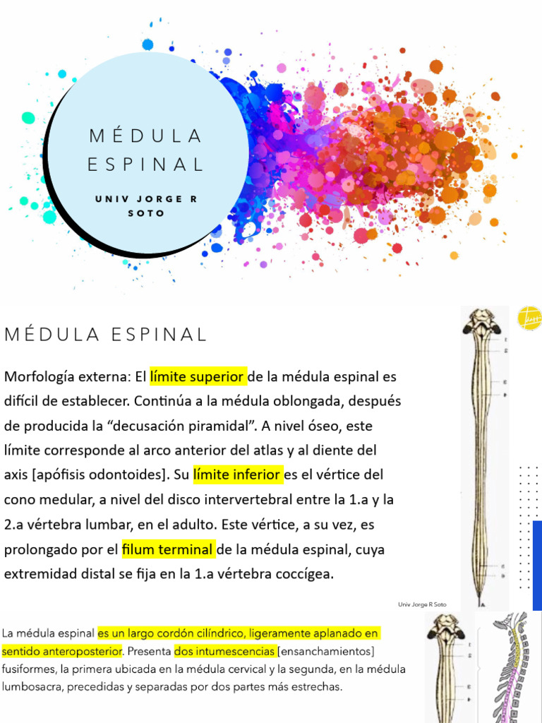 Medula Espinal+intro de Vías, 2024. IDAPPI | PDF