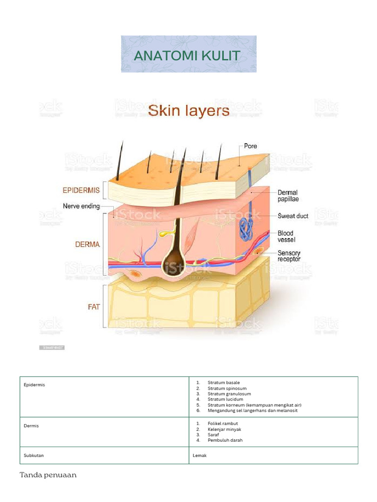 Kulit Estetik | PDF | Integumentary System | Anatomy