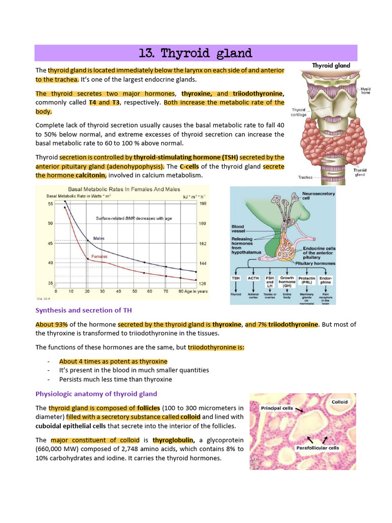 Thyroid Hormone | PDF