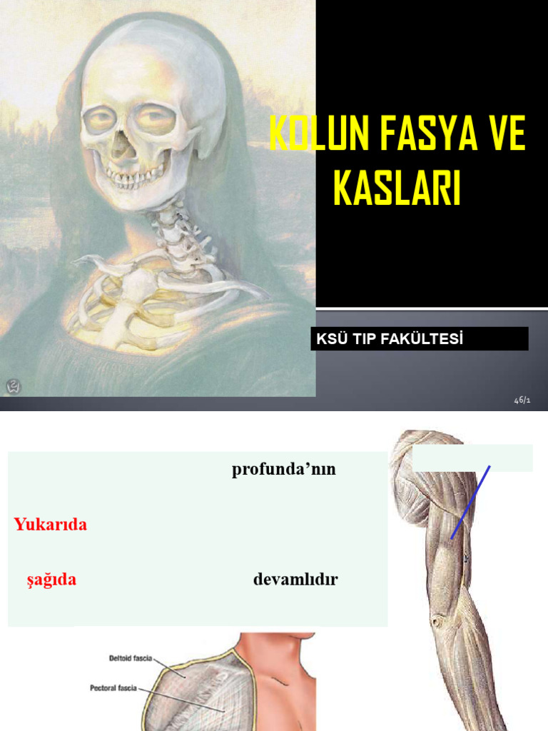 Kolun Fasya Ve Kaslari 2017 | PDF