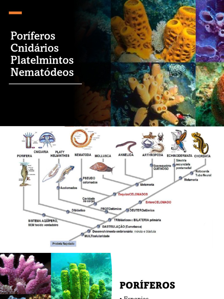 Poríferos - Cnidários - Platelmintos e Nematódeos | PDF