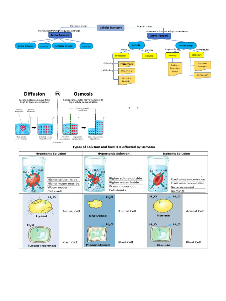 Cell Transport | PDF