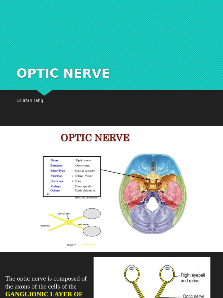 Optic Nerve | PDF