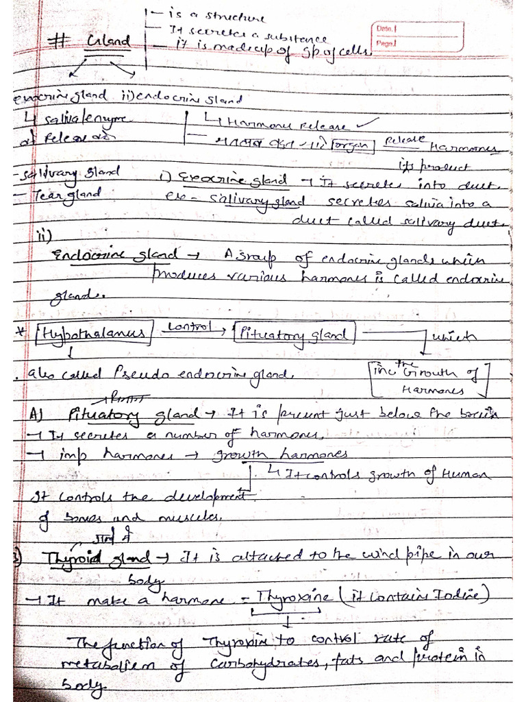 Gland | PDF