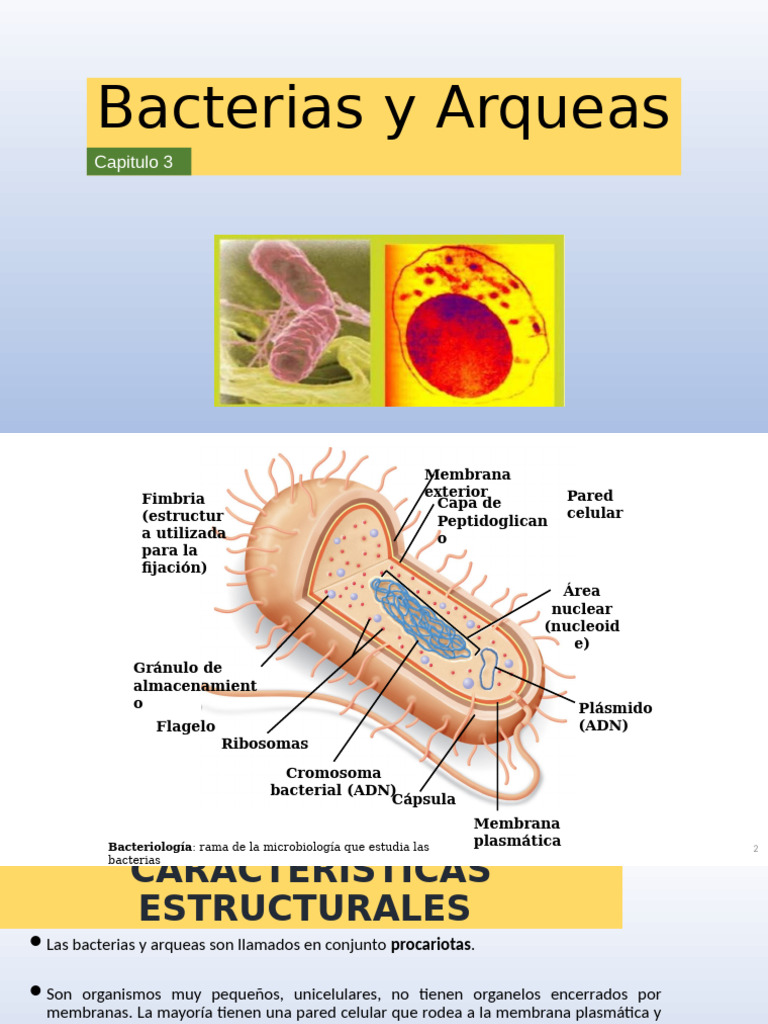Bacterias y Arqueas | PDF | Las bacterias | Biología Celular)