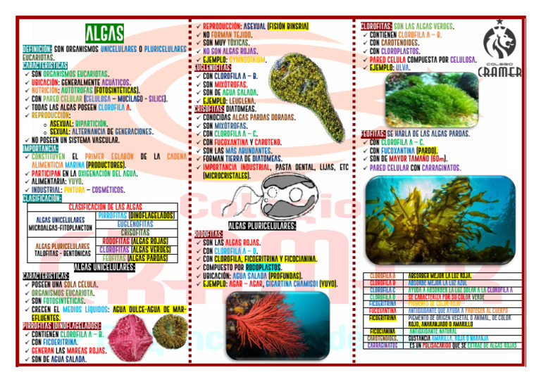 Reino Protista - Algas | PDF | Algas | Evolução biológica