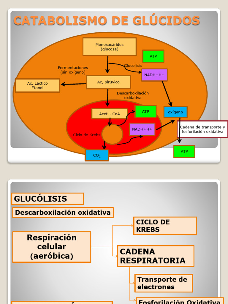 Metabolismo de Hdc2 | PDF