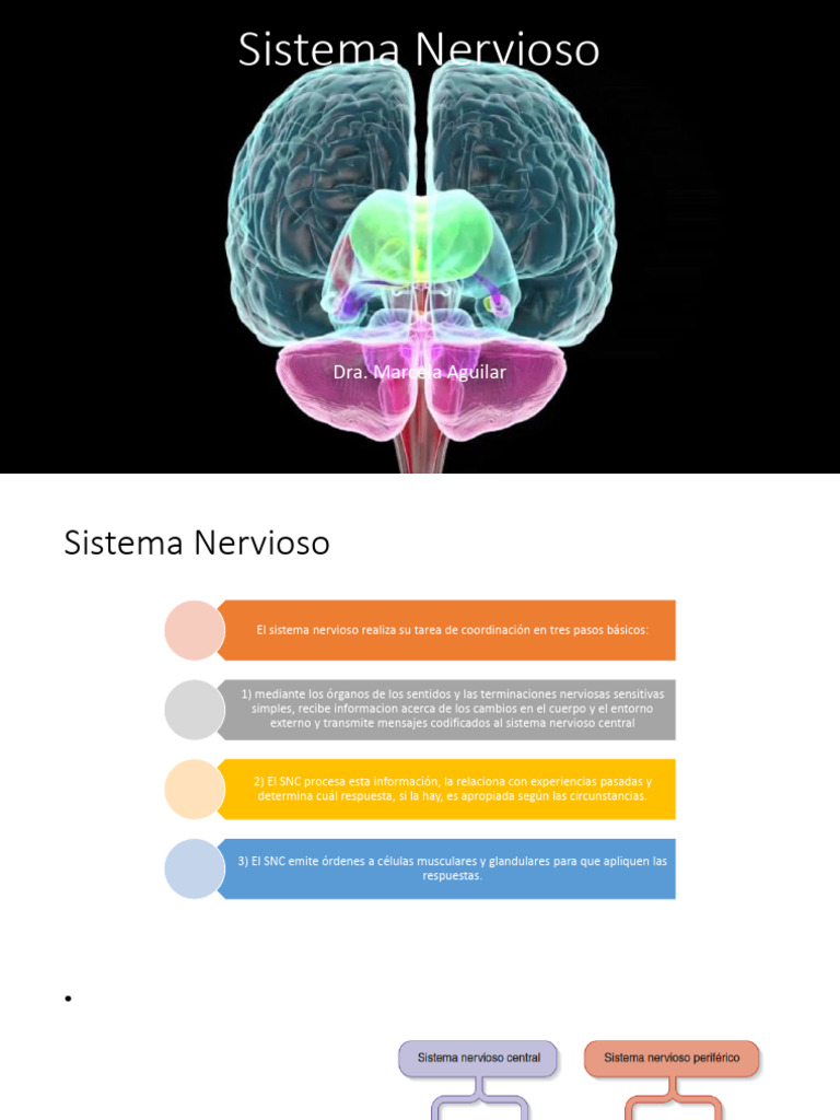 Funciones y Estructura del Sistema Nervioso | PDF | Sinapsis | Ciencia ...