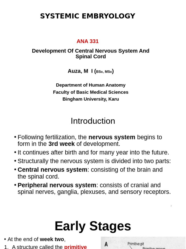 Development of Cns and Spinal Cord | PDF