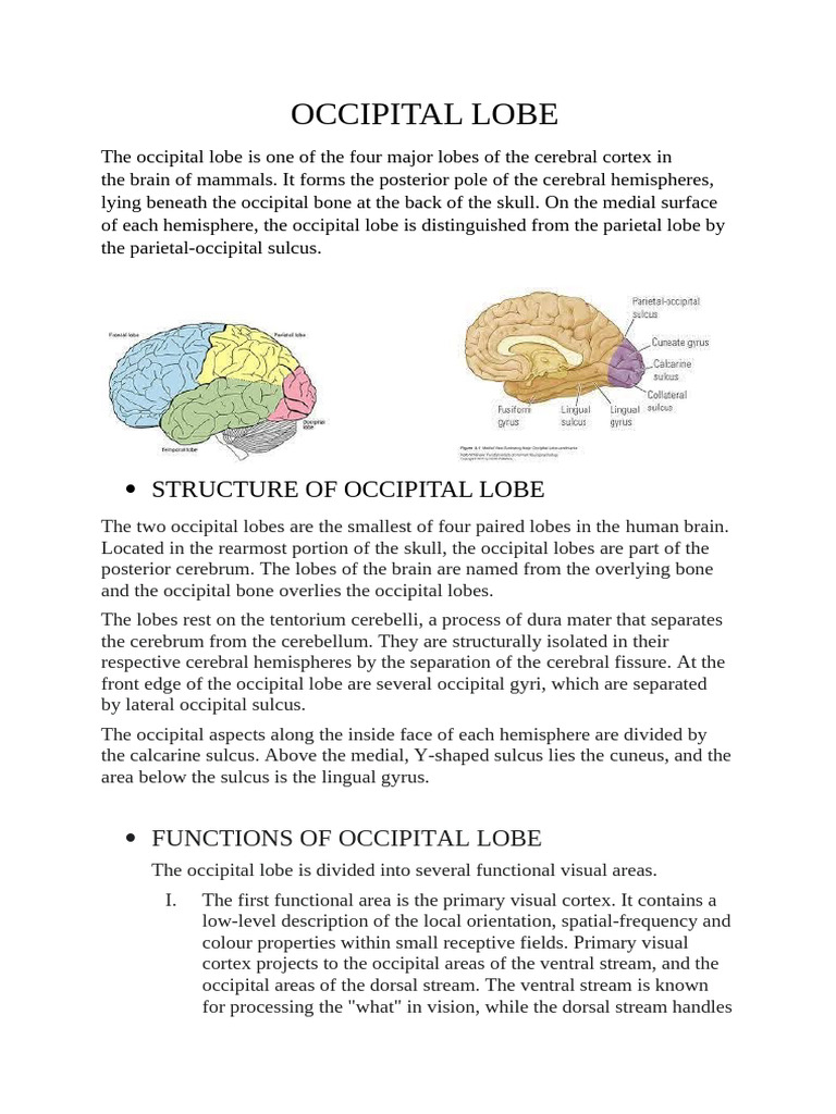 Occipital Lobe | PDF