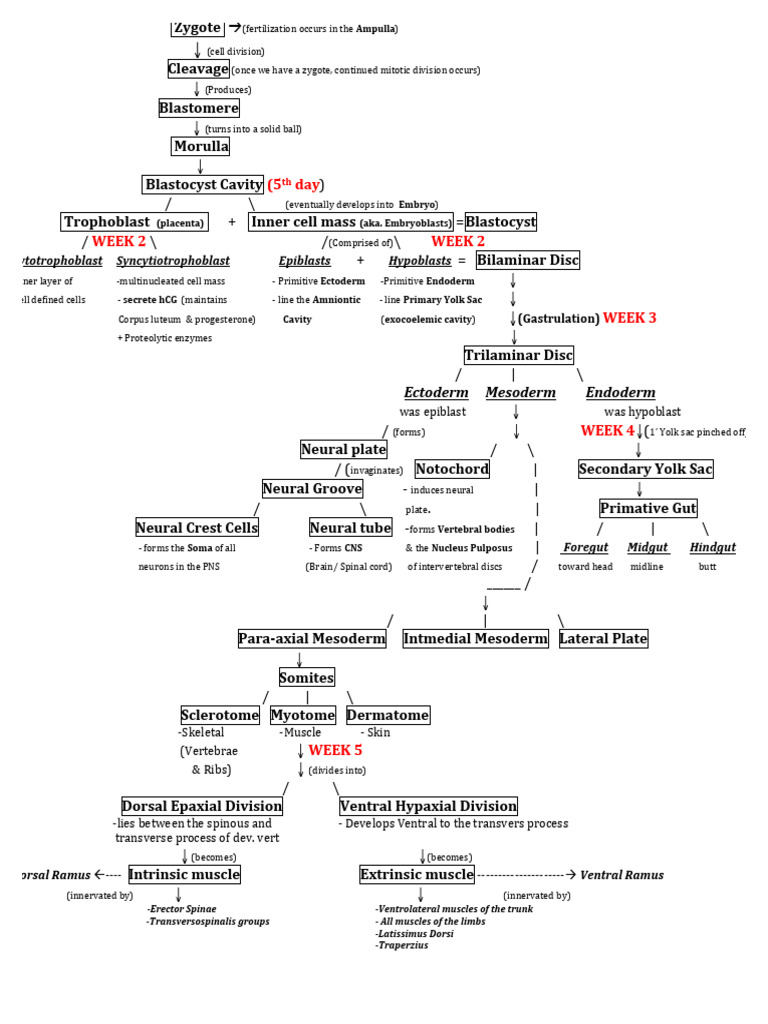 Embryo Flow Chart | PDF