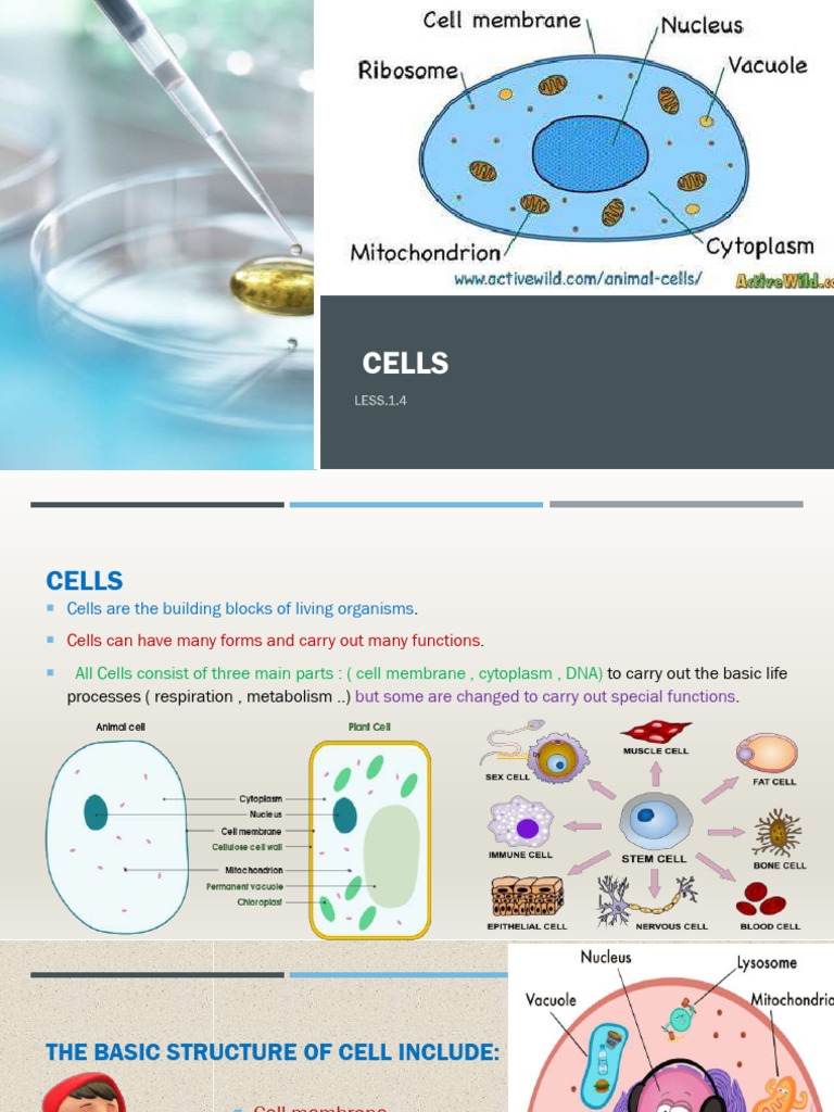 2-Cells P.P.T | PDF