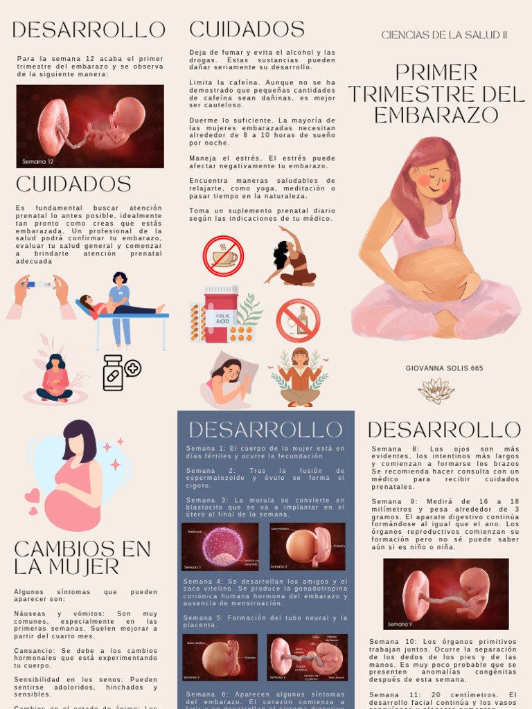 Primer Trimestre de Embarazo | PDF | El embarazo | Placenta