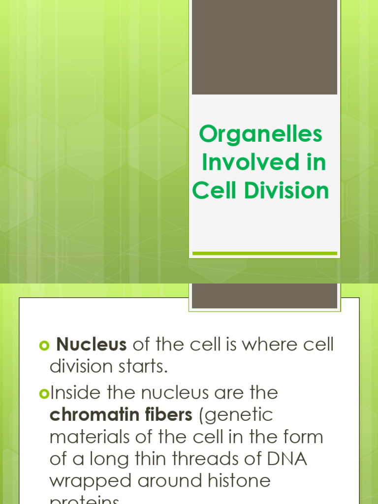 Lesson 4.2.1 Organelles Involved in Cell Division | PDF