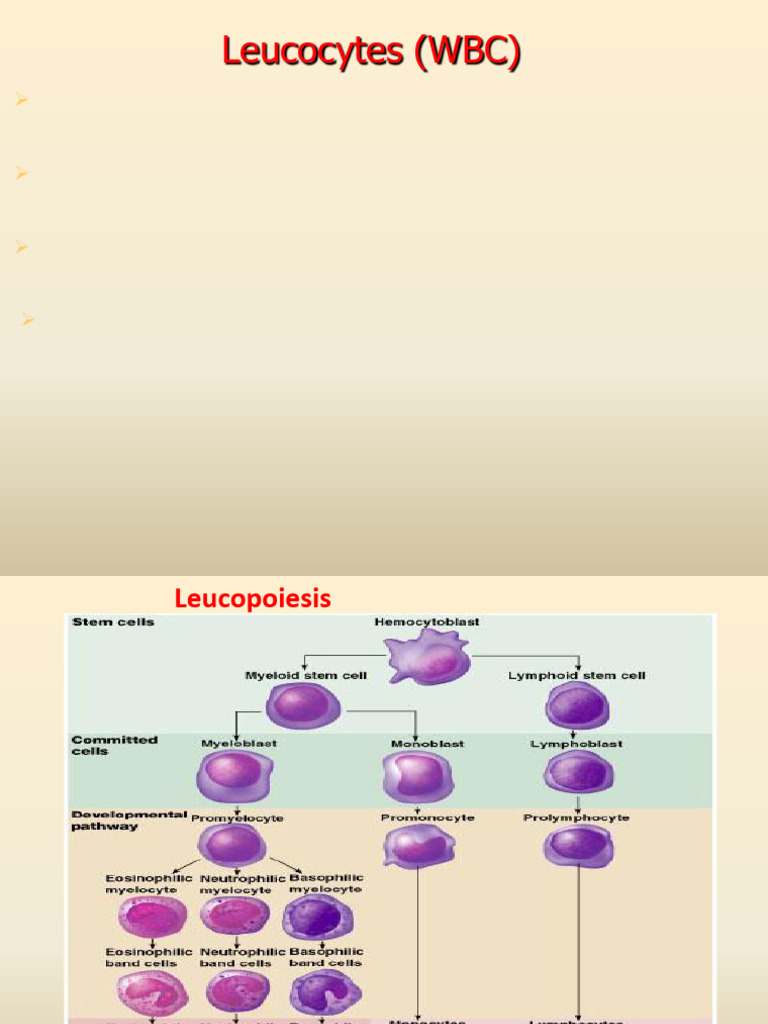 Leucocytes PDF — free download