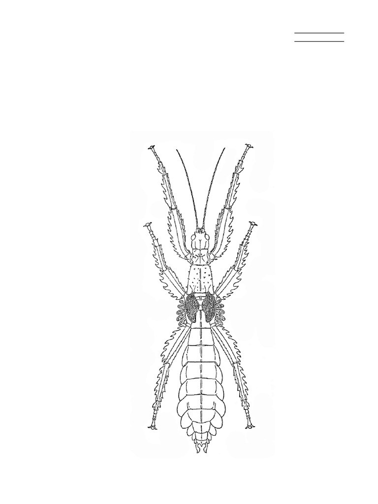 PHASMID STUDIES PDF