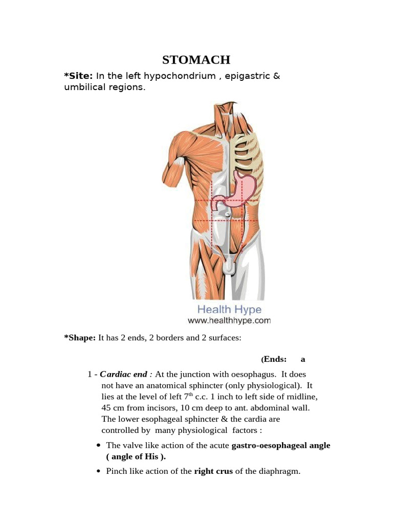 THE STOMACH BOUNDLESS ANATOMY AND PHYSIOLOGY intelligence overview