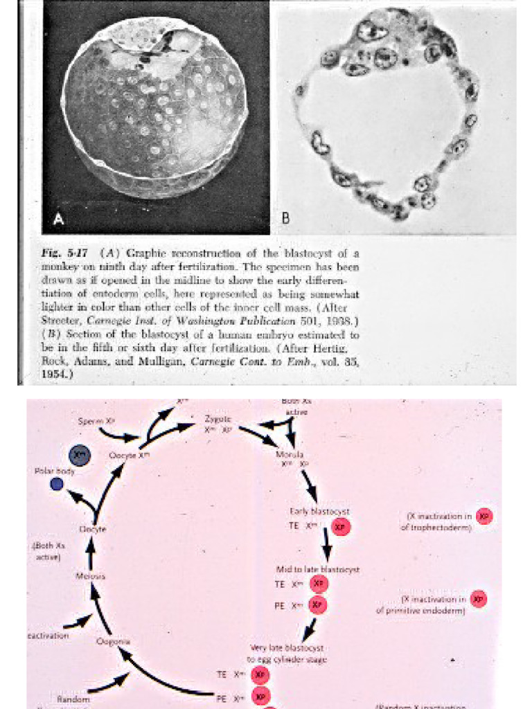 Embryo 03 | PDF