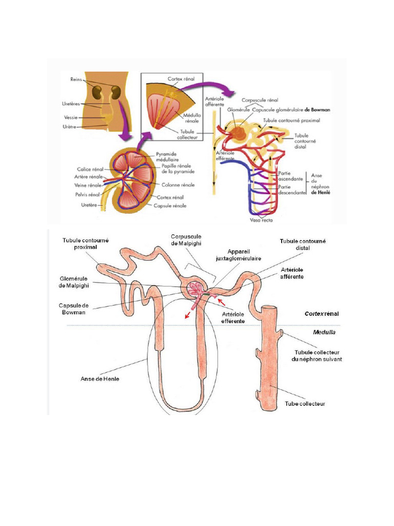 Mecanisme de Reabsorption Au Niveau Du Tubule Contourné Proximal | PDF
