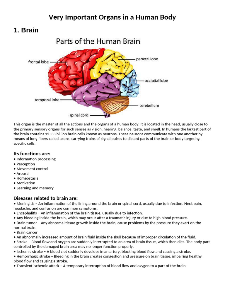 Very Important Organs in A Human Body | PDF