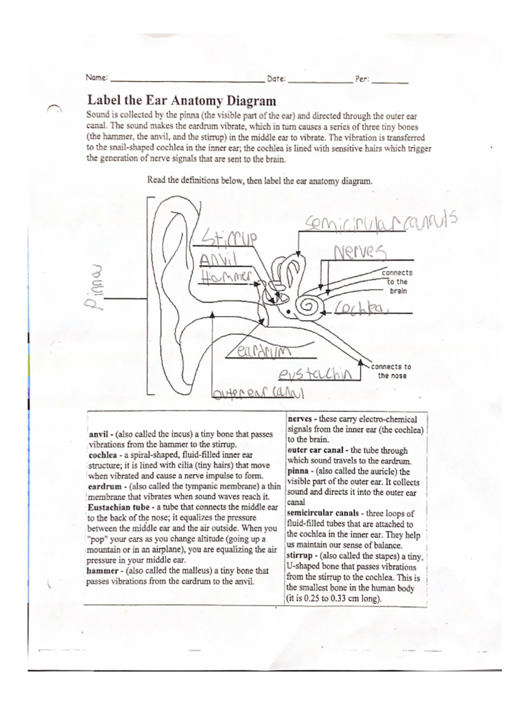 Label The Ear Anatomy Diagram | PDF