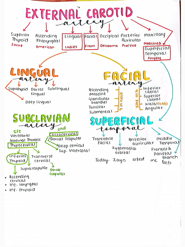 Head and Neck Notes by Noor | PDF