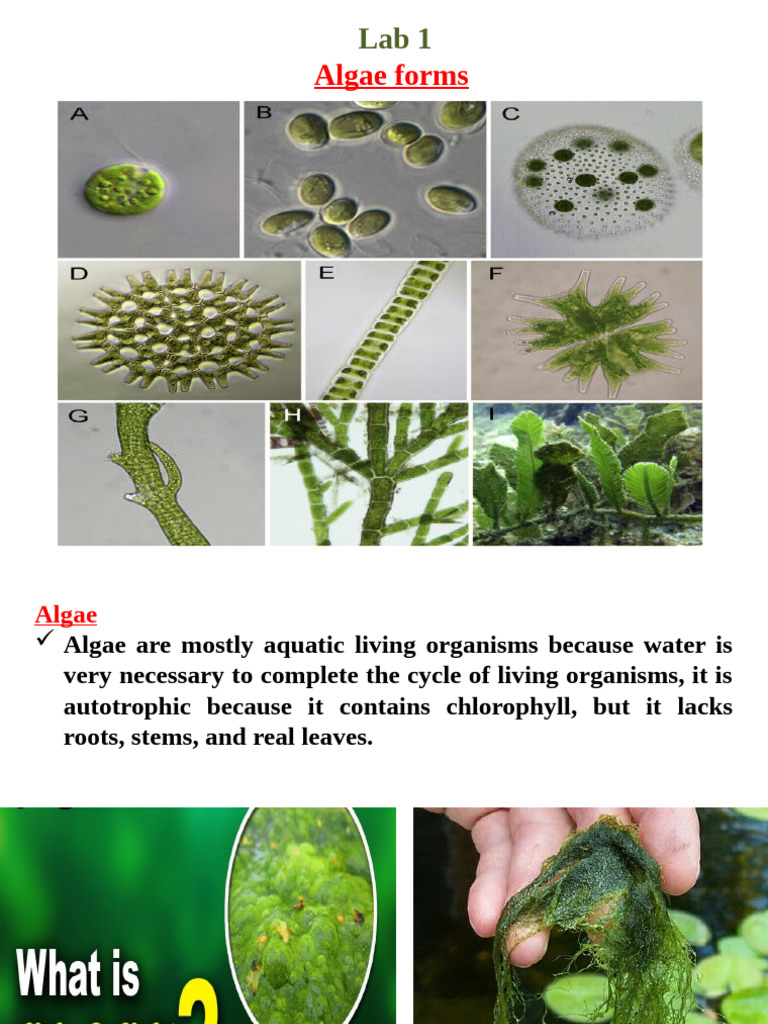Lab 1 - Alge Form | PDF