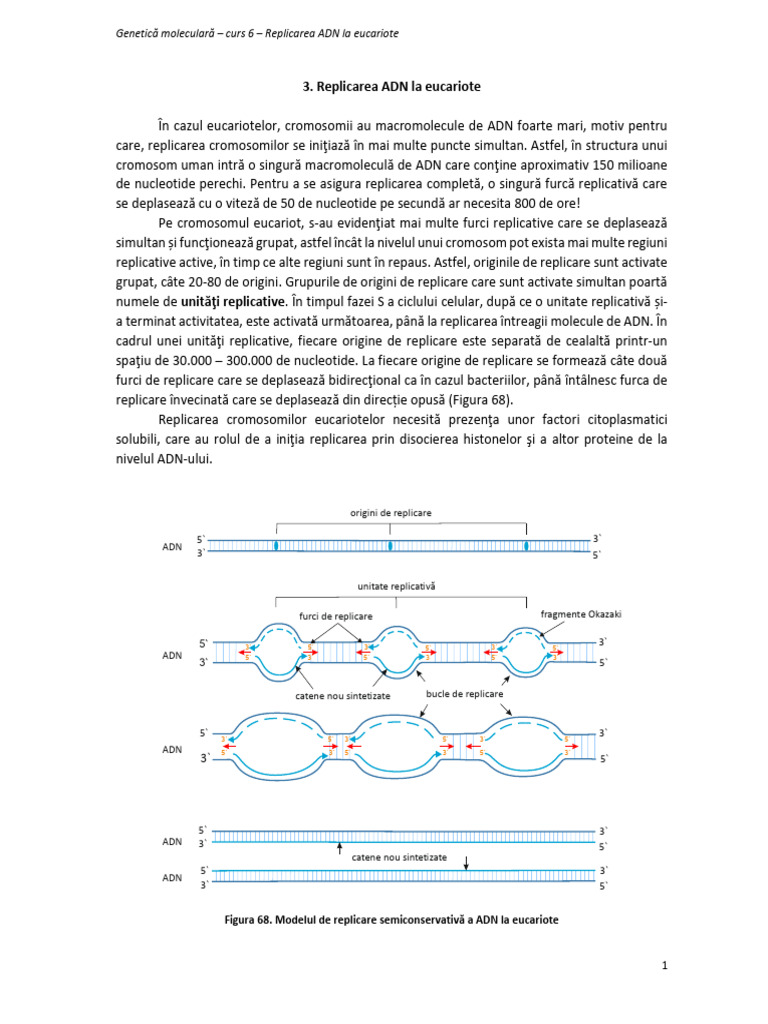 Curs 6 - Replicarea La Eucariote | PDF