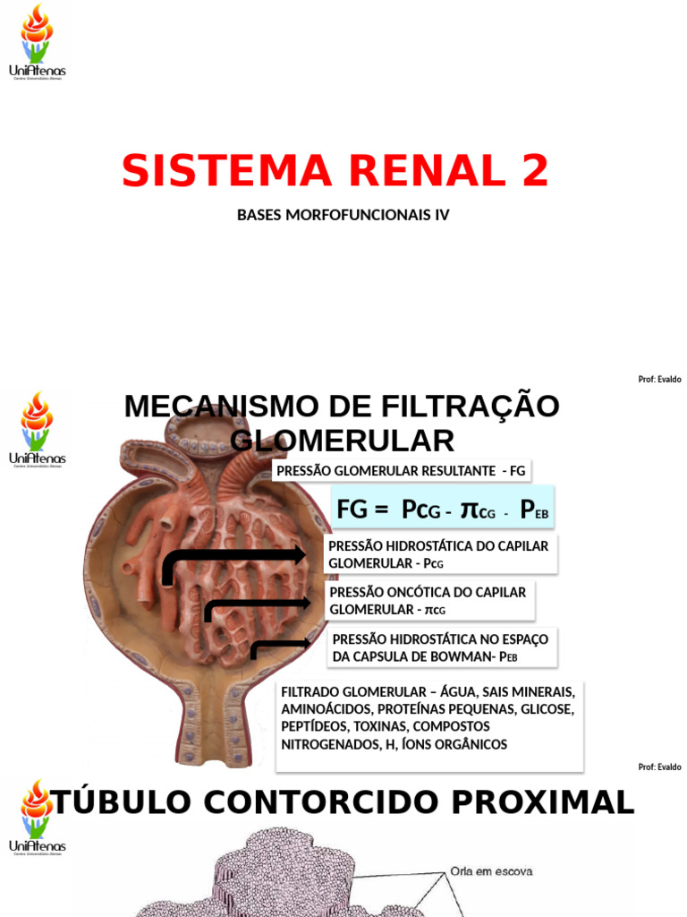 Renal 2 | PDF
