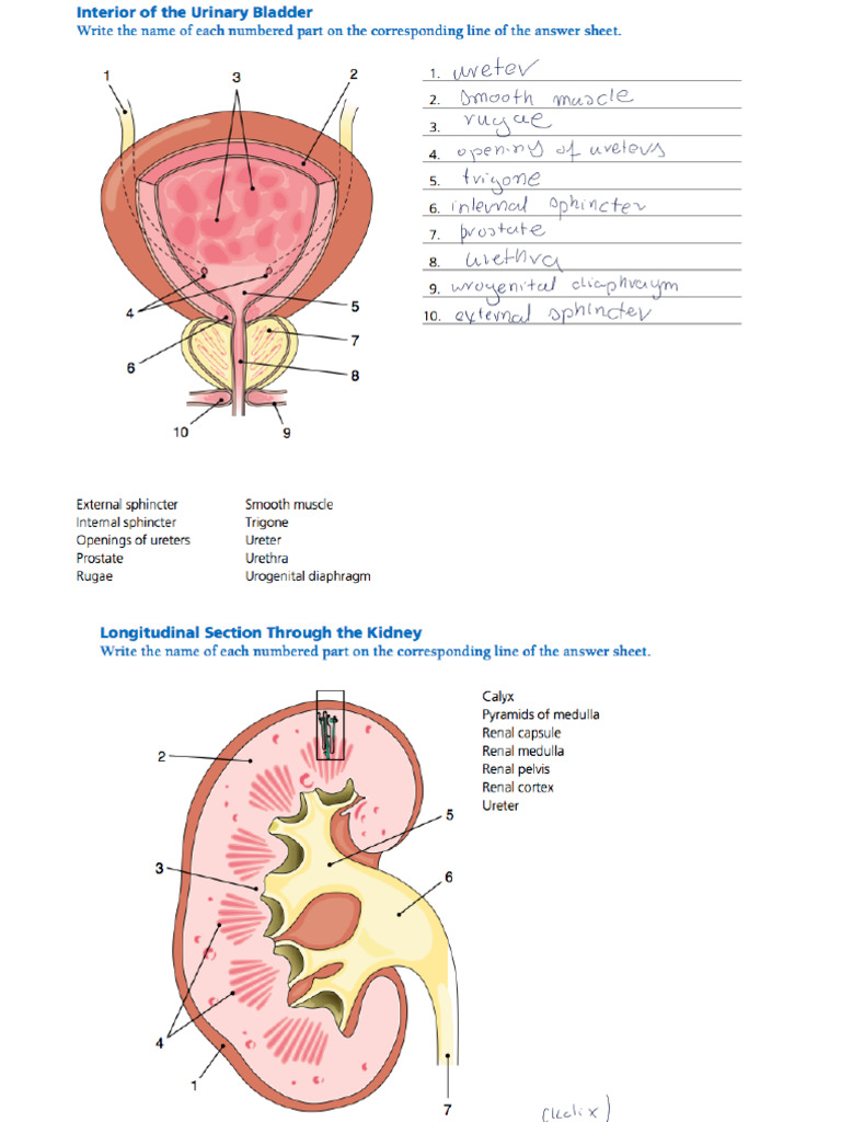 Urinary System - 240620 - 175701 | PDF
