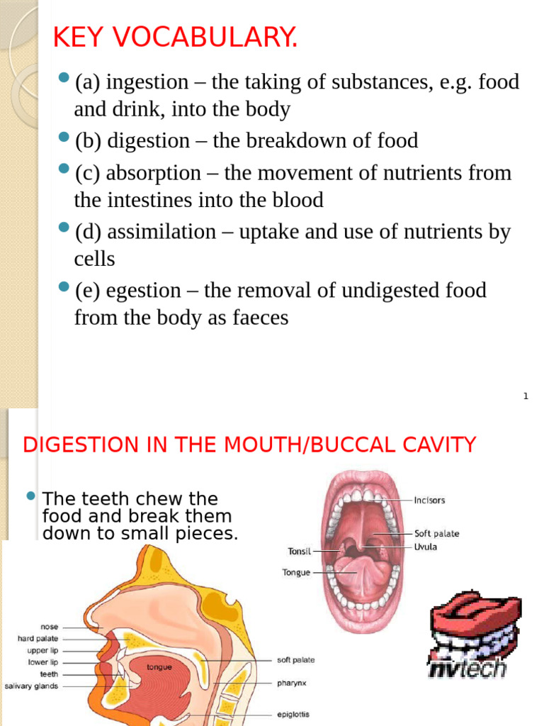 Animal Nutrition - 5 TH Feb 2024 | PDF